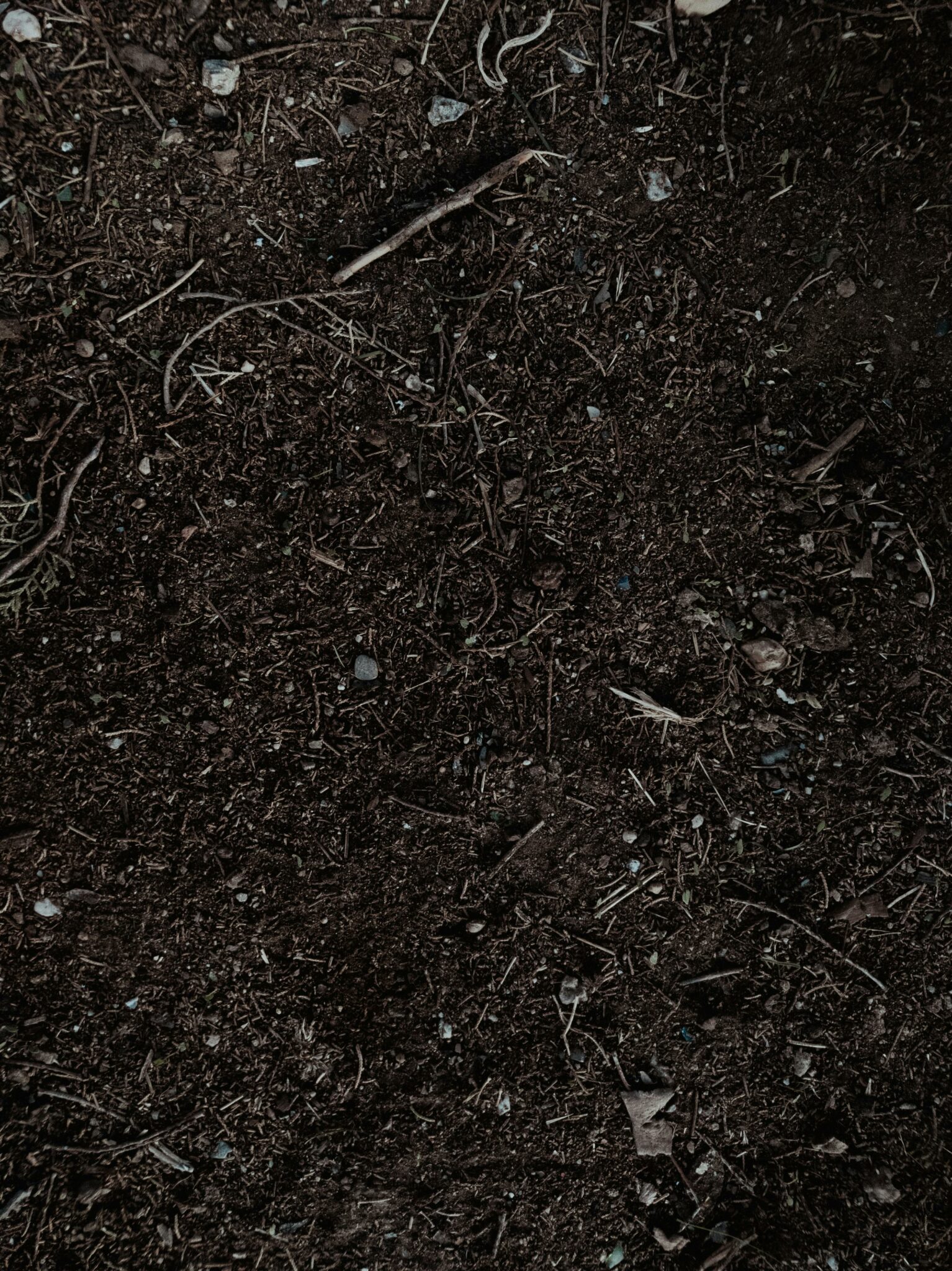 Detailed shot of fertile soil perfect for gardening and planting.